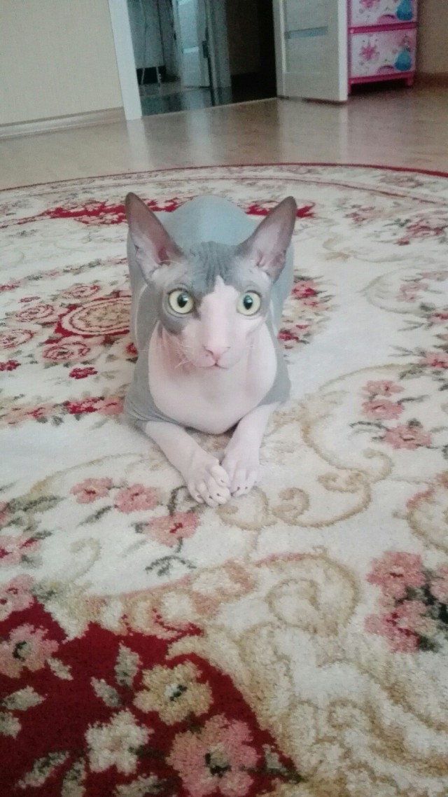 Прикольные животные