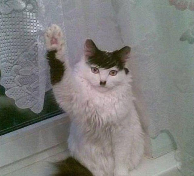 Коты из сети
