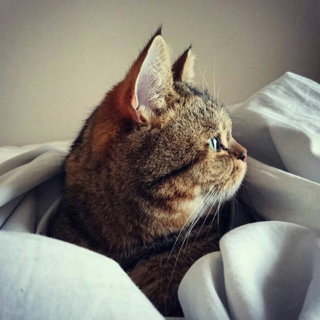 Коты из сети