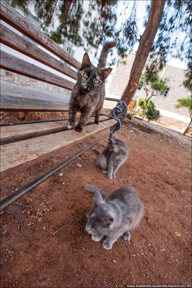 Коты из сети
