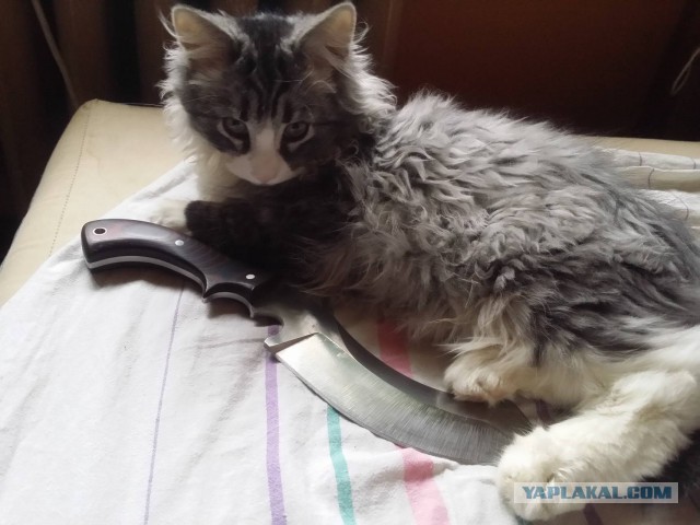Котовторник 27.12.2016