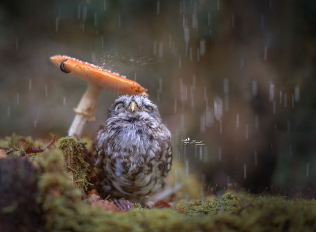 ФотоОвсянка
