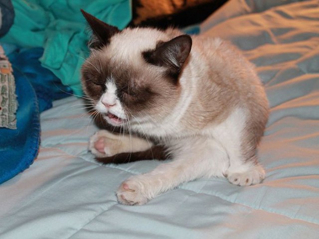 Коты и Кошки