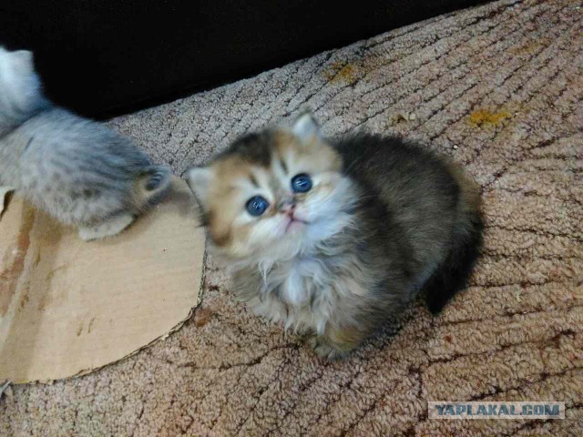 Котовторник 31.10.2017