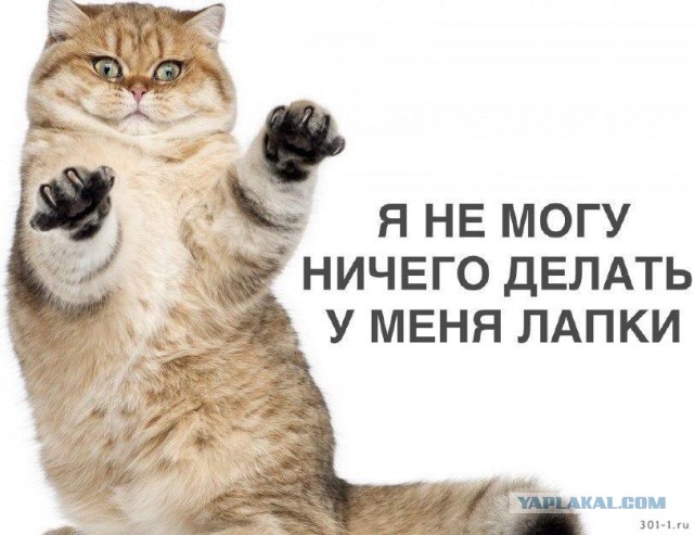 Надо ли кастрировать кота?