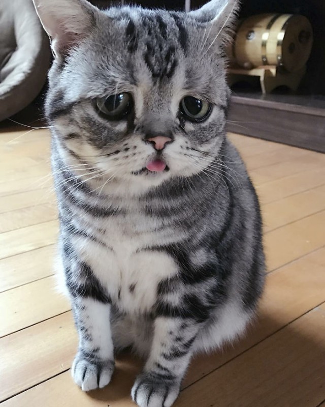 Котовторник 29.5.18