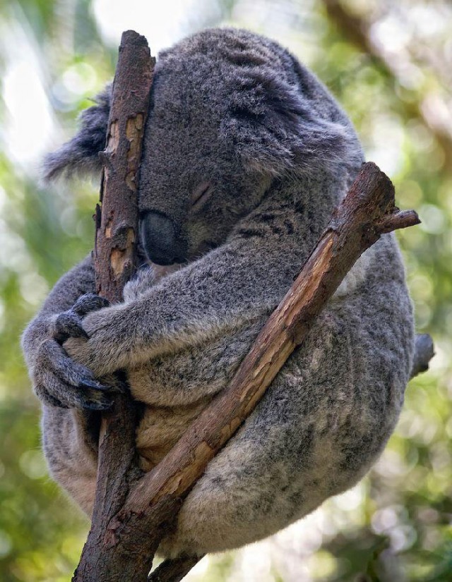 Погладь коалу (2 фото)