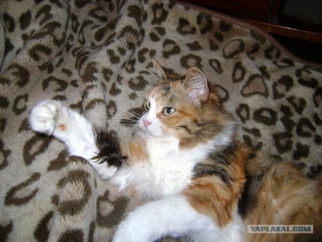 Котовторник на ЯПе (21.04.2009)