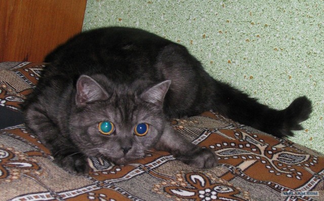 Котовторник: Кошки и ягнёнок