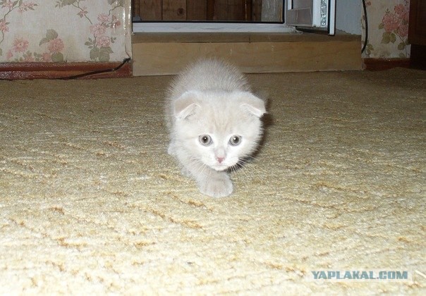 Котовторник 06.12.2011