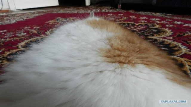 Котовторник! 13.03.2012