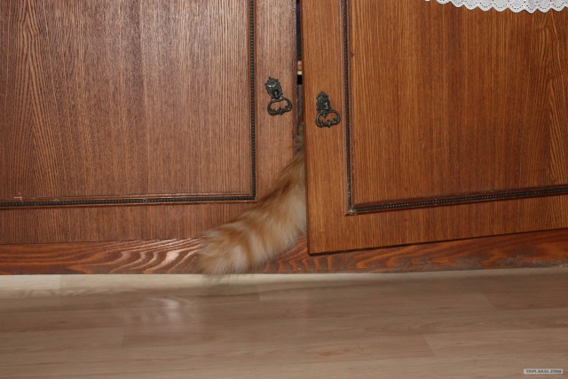 Котовторник 22.05.2012