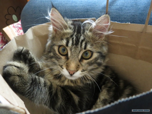 Котовторник   5.06.2012