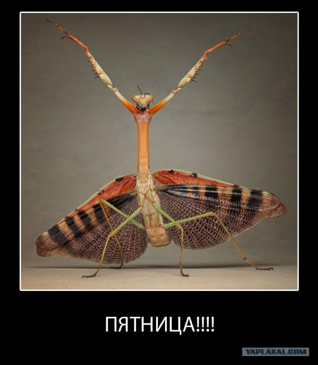 Жаль, что нет паукочетверга