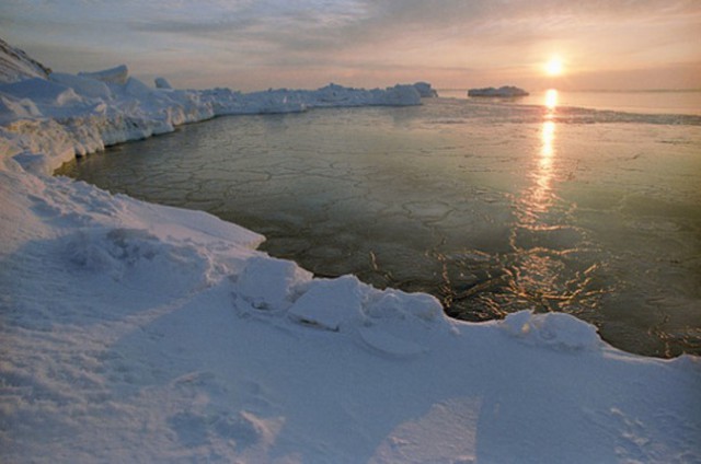 Чем отличается Арктика от Антарктики и Антарктиды и что у них общего?