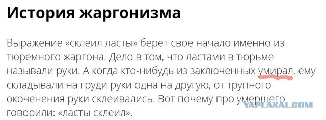 Хозяину собаки без намордника завернули ласты