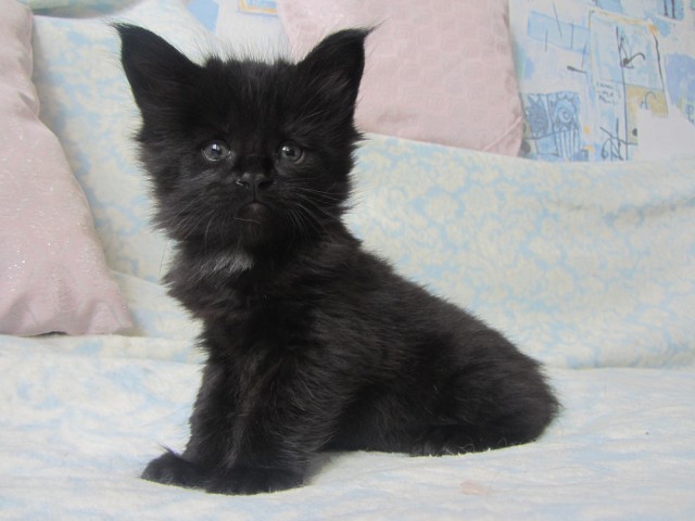Котовторник однако