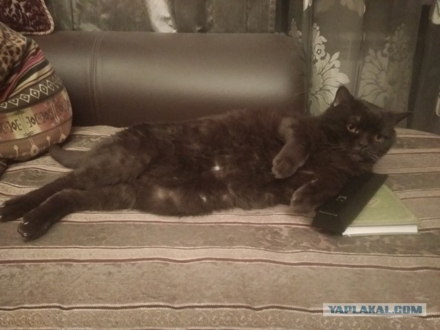Просто мой кот