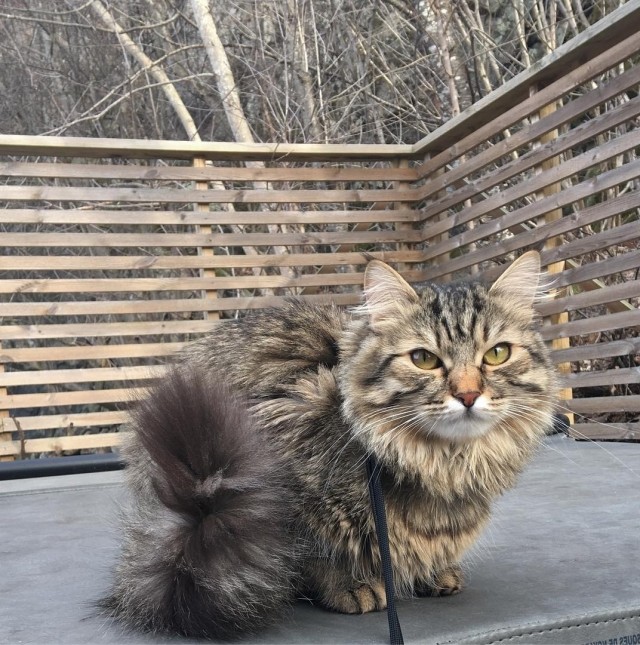 Коты из сети
