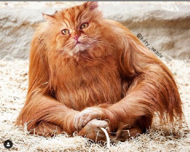 Коты везде