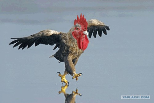 Суровый орел
