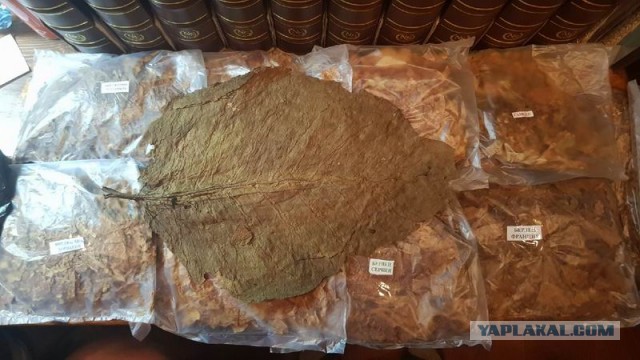 Пачка сигарет из натурального развесного табака стоит всего 36 рублей.