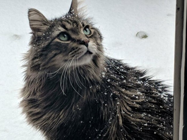 К - Котогеничность