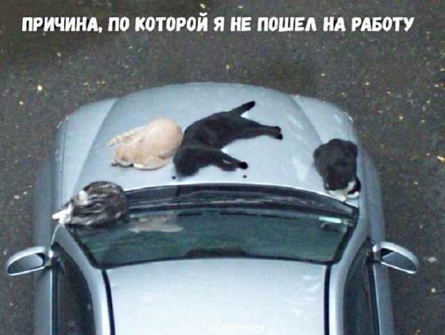 Картинки с котами и про котов