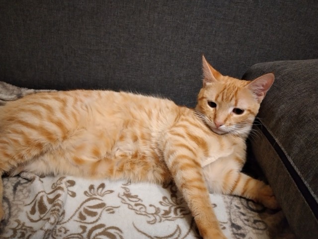 Вторник. Кото-вторник...