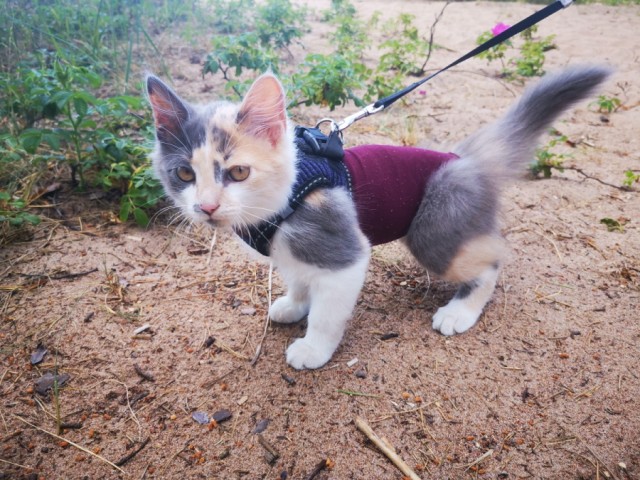 Хоба! Котовторник!