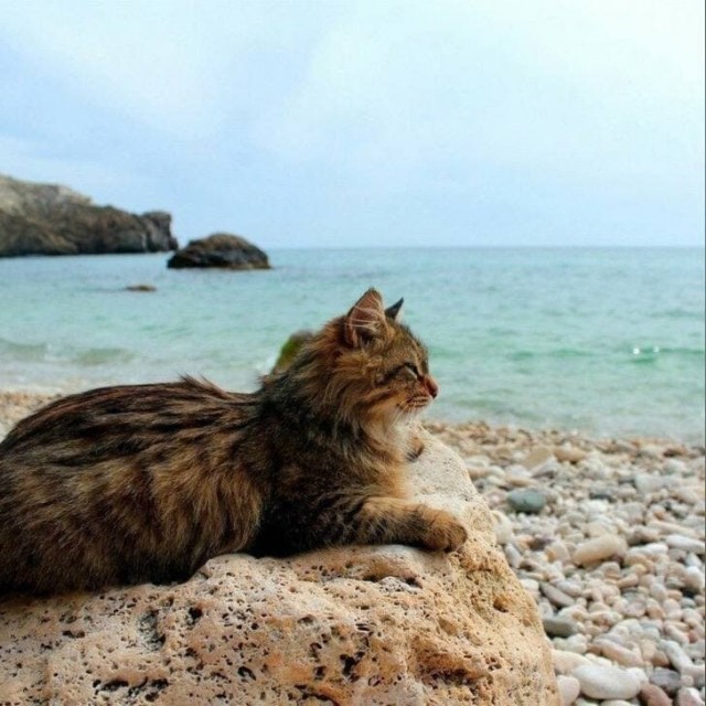 Разные котики