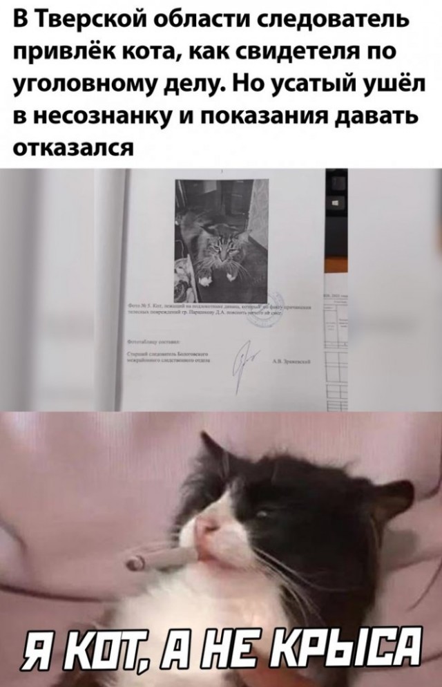 Картинки и мемы для настроения 12.08.2021
