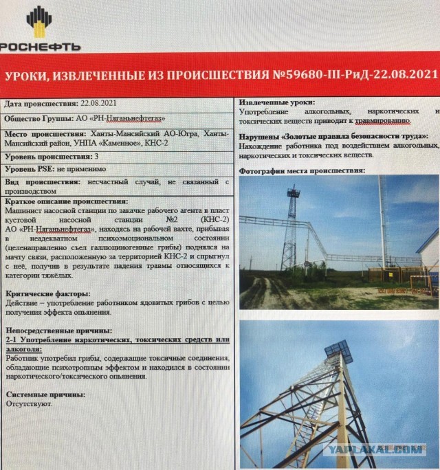 Грибной эксперимент