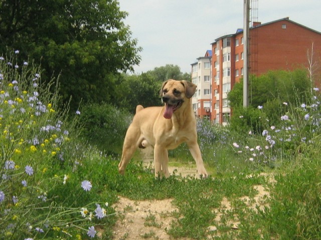 Подборка диких помесей собак