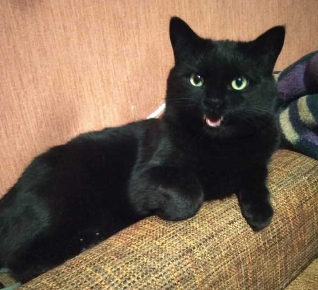 Котовторнику быть