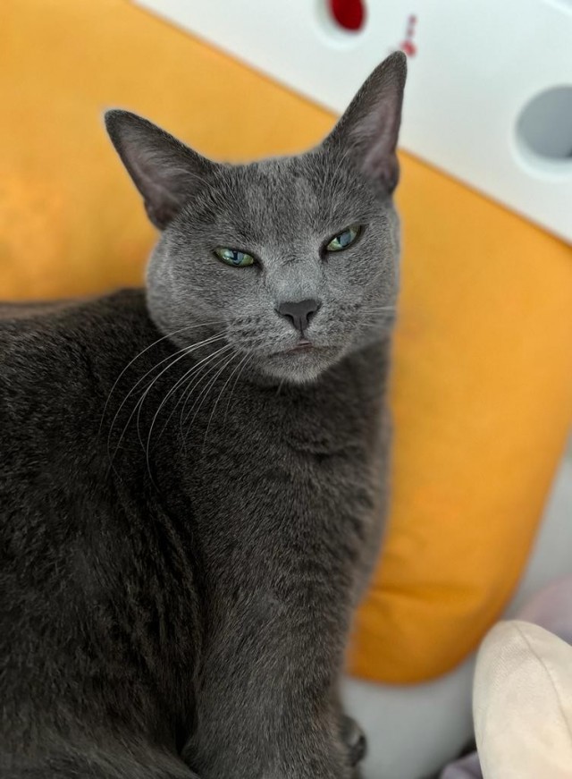 Котовторник