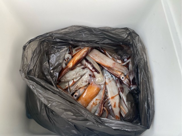 Первый в этом году выход на кальмара