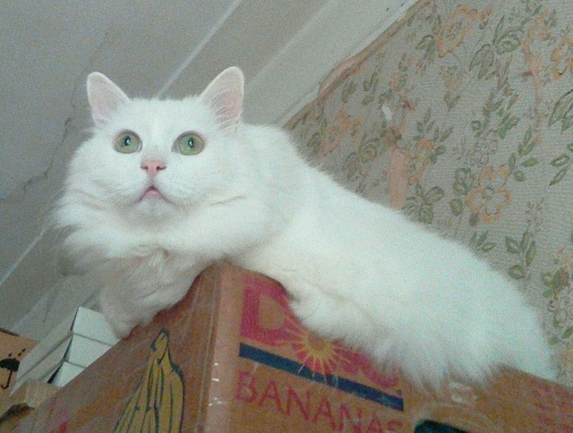 К котовторнику
