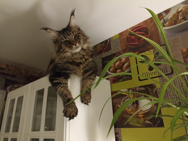 Кошка