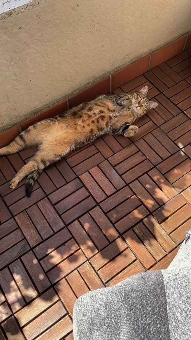 Шерстяной котовторник. Октябрь 2022