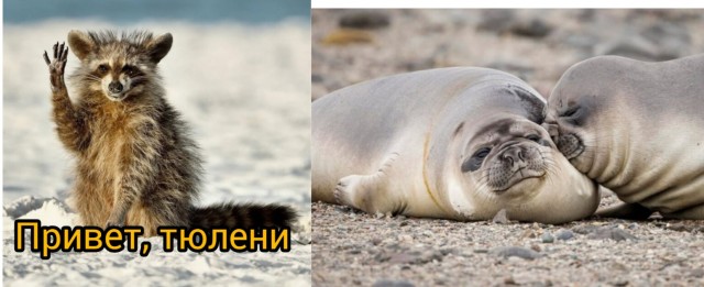 Объявлены победители премии Комедийной фотографии дикой природы-2022