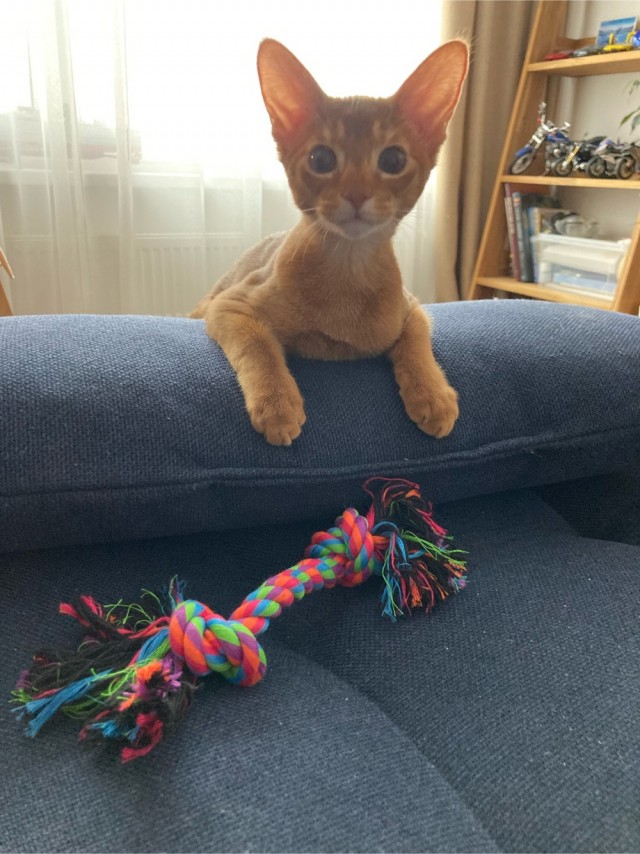 Котовторнику посвящается!