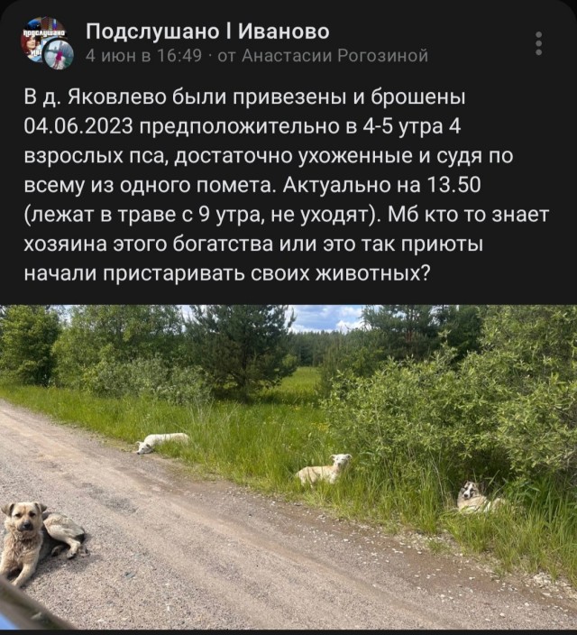 Собаки заживо грызут людей и разносят паразитарный рак: К чему привел запрет на отстрел бездомных животных в России