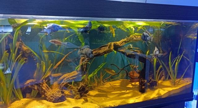 Записки Аквариумиста, Часть 3