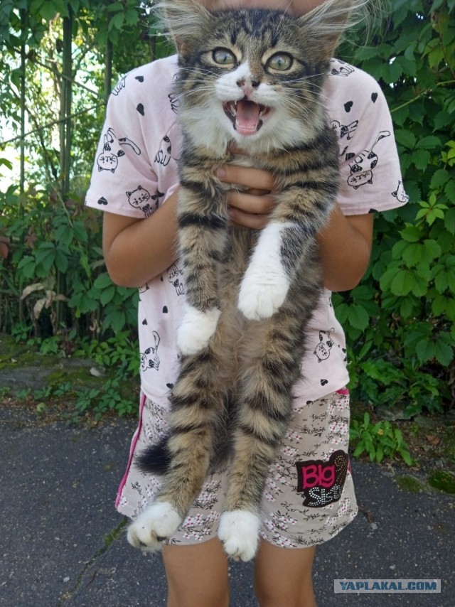 Пополнение в котосемействе в котовторник