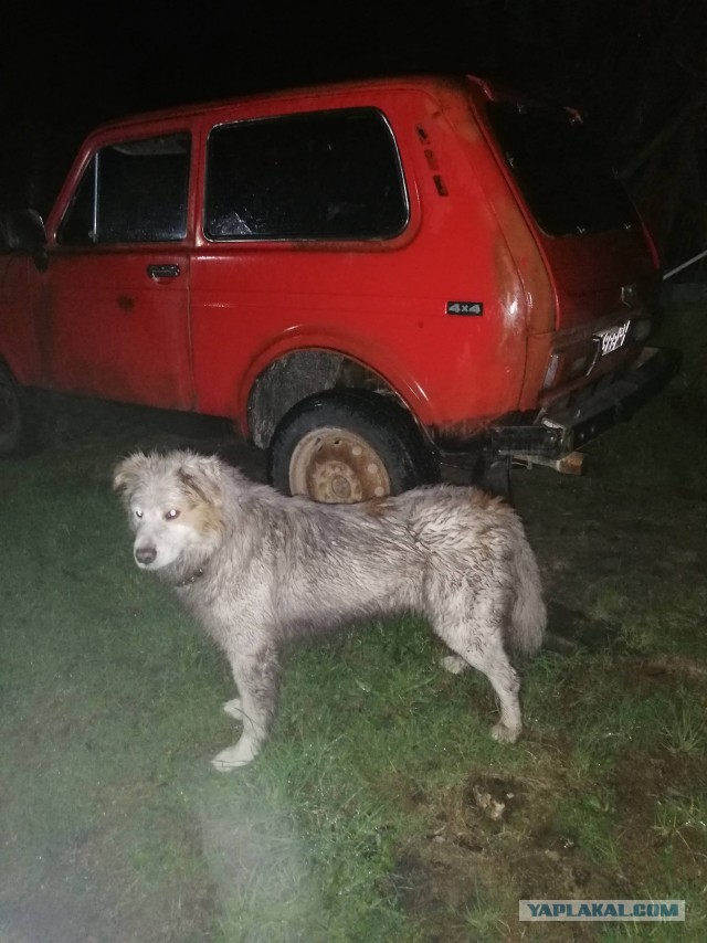 Собакочетверг