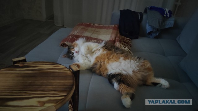 Откуда у котов курдюк и зачем он нужен?