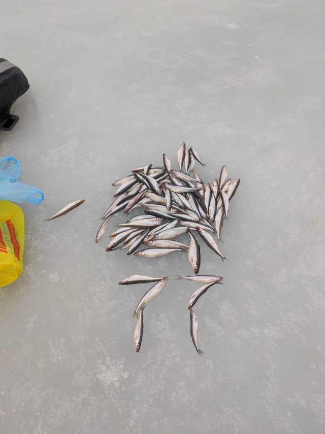 Апрель. Питер. Корюшка