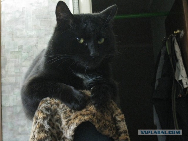 Мелом обвести?