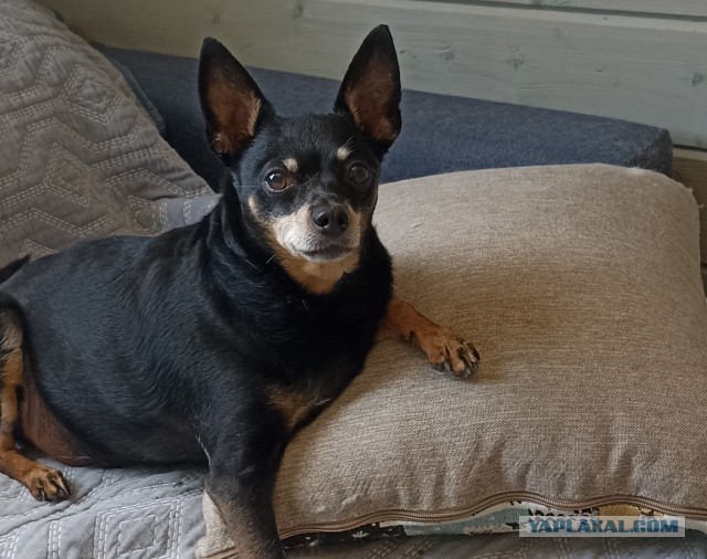 Ищет дом серьезный парень Гоша